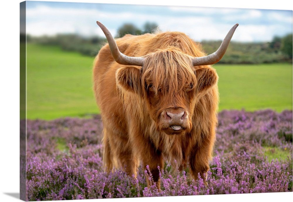 Heather Highlander: A Charming Farmhouse Cow Wall Art for Your Home