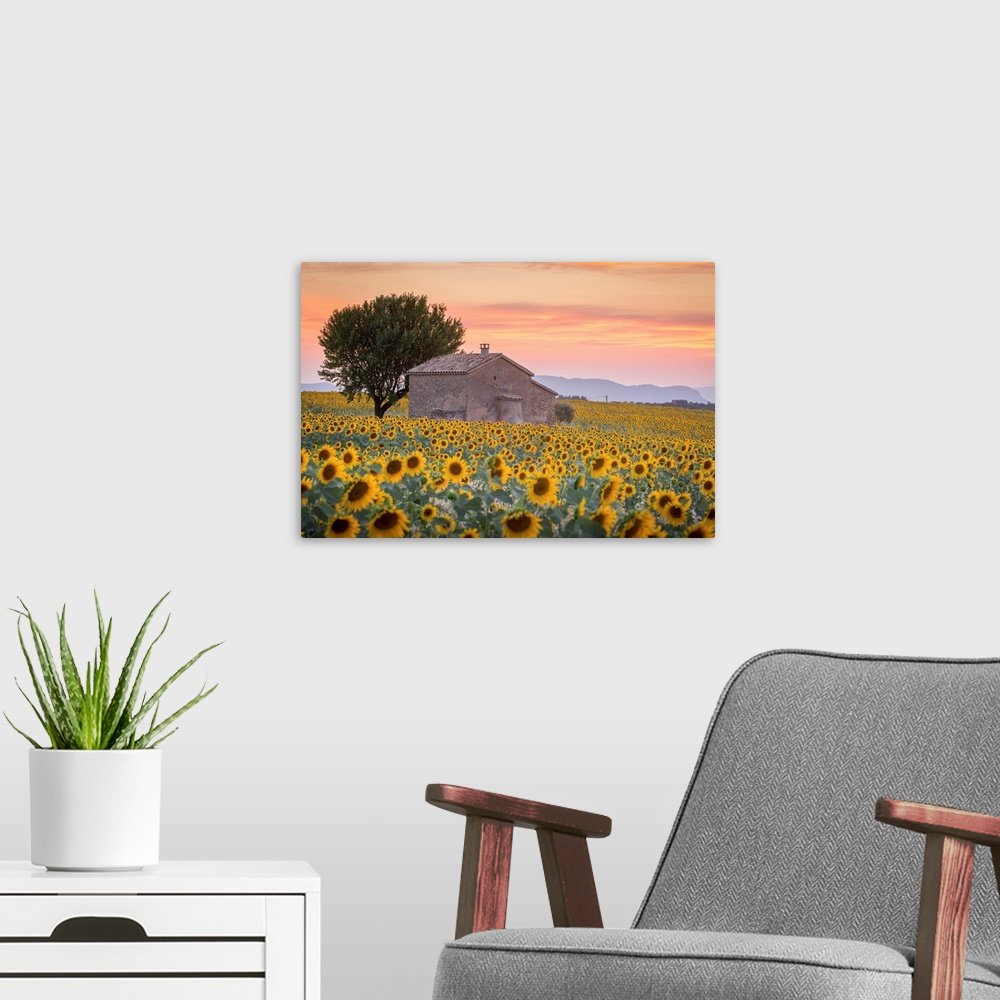 Sunset Field of Gold: A Romantic Rustic Landscape Wall Art Print