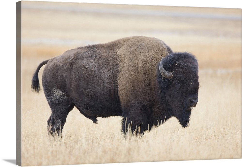 Spirit of the Plains: A Majestic Wildlife Bison Wall Art for Your Home
