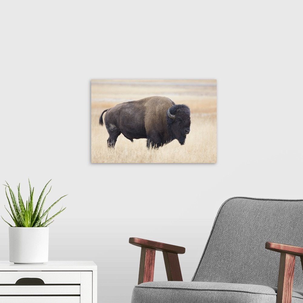 Spirit of the Plains: A Majestic Wildlife Bison Wall Art for Your Home