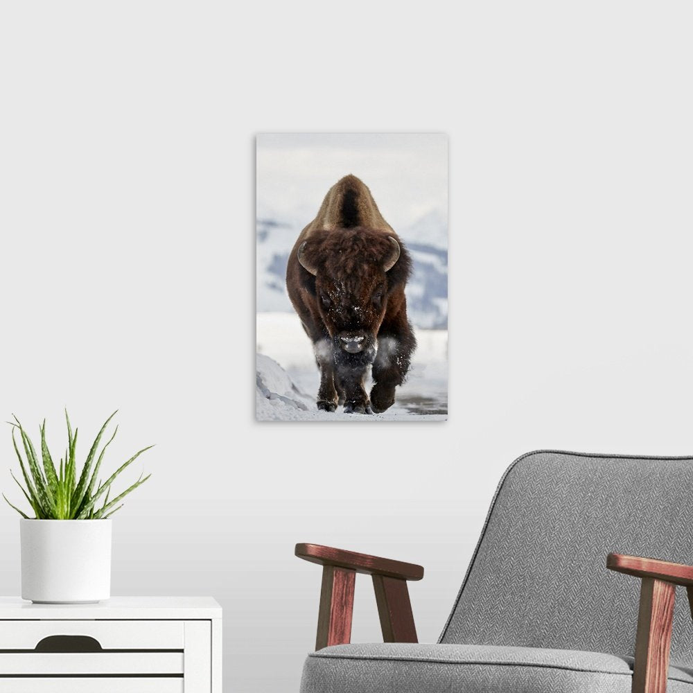 Frost Walker: A Powerful Wildlife Bison Wall Art Photo Print for Your Den