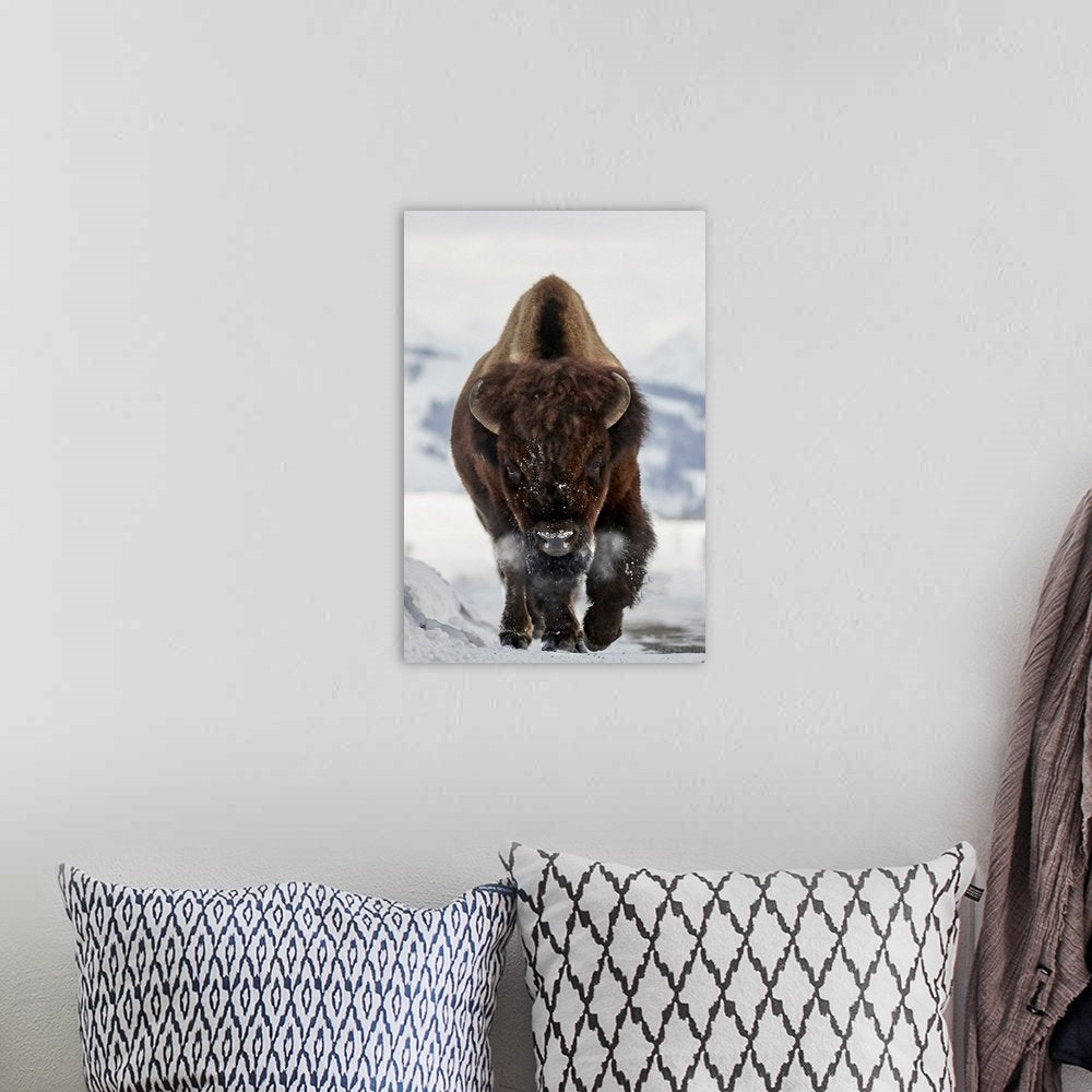 Frost Walker: A Powerful Wildlife Bison Wall Art Photo Print for Your Den