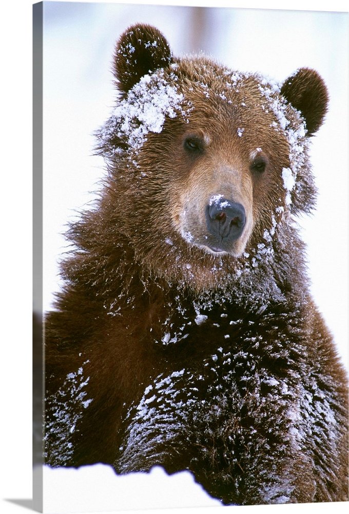 Winter Bear Art - Winter's Gaze Soulful Wildlife Print