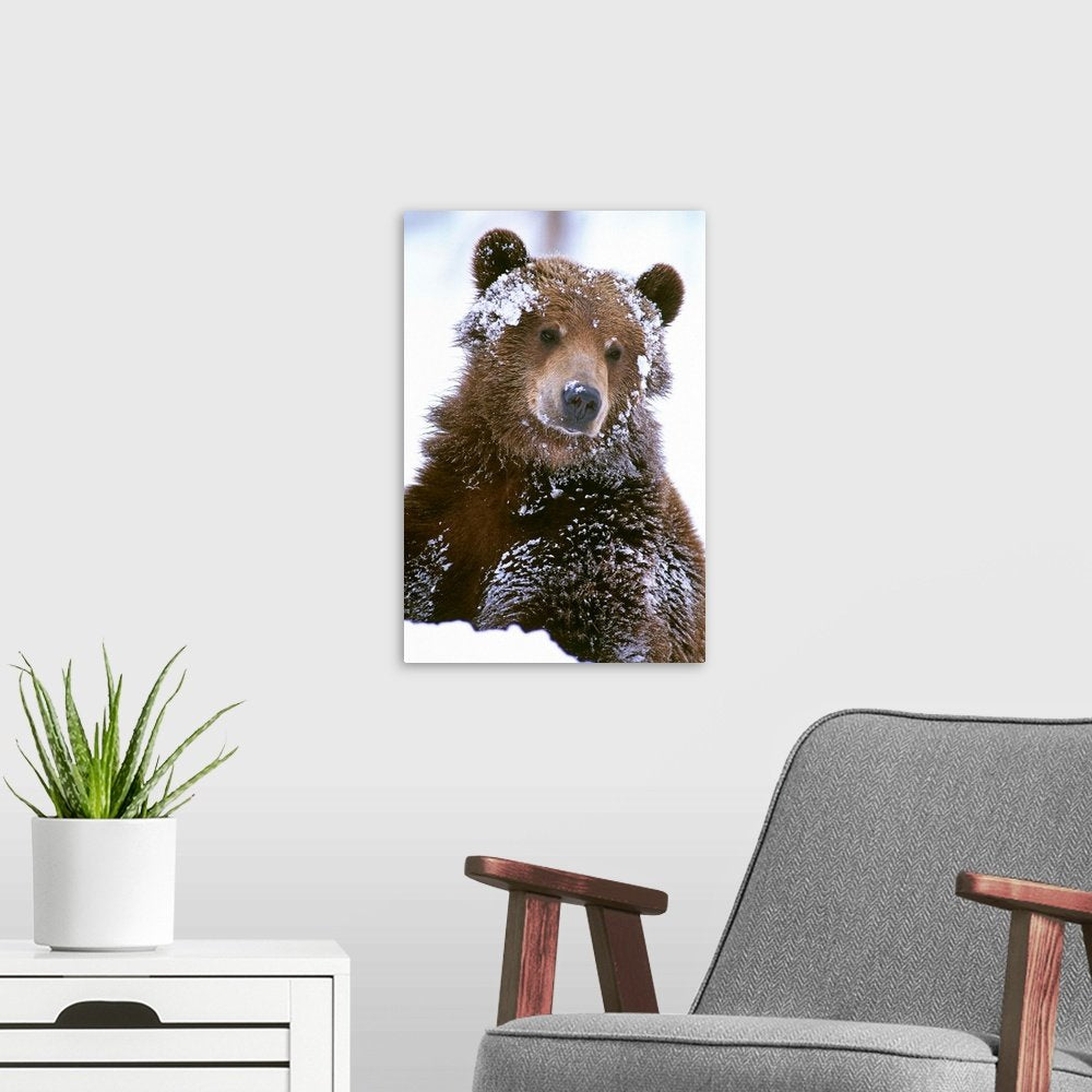 Winter Bear Art - Winter's Gaze Soulful Wildlife Print