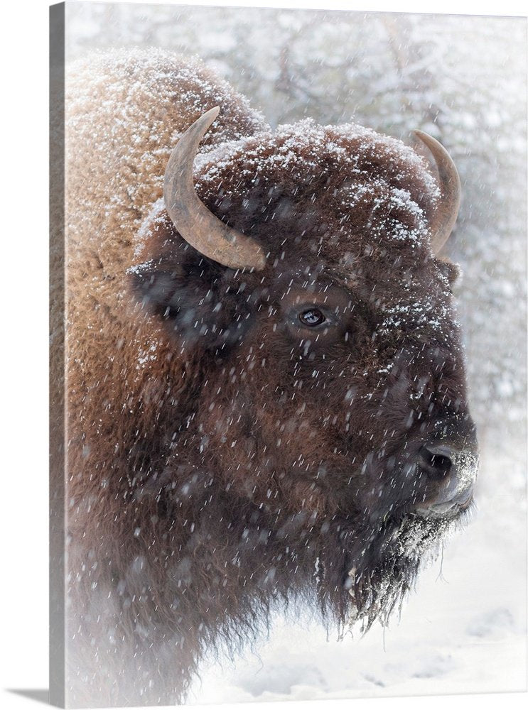 Bison Wall Art - Winter Stoic Rustic Wildlife Canvas