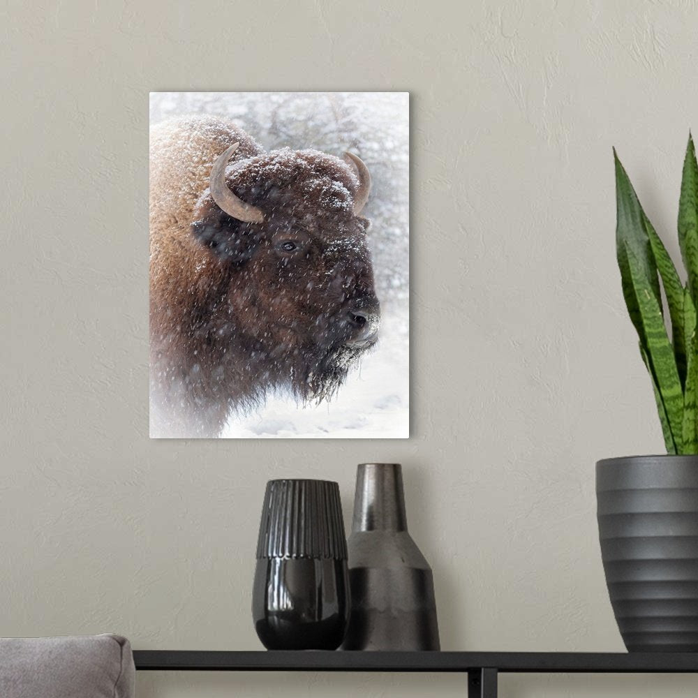 Bison Wall Art - Winter Stoic Rustic Wildlife Canvas