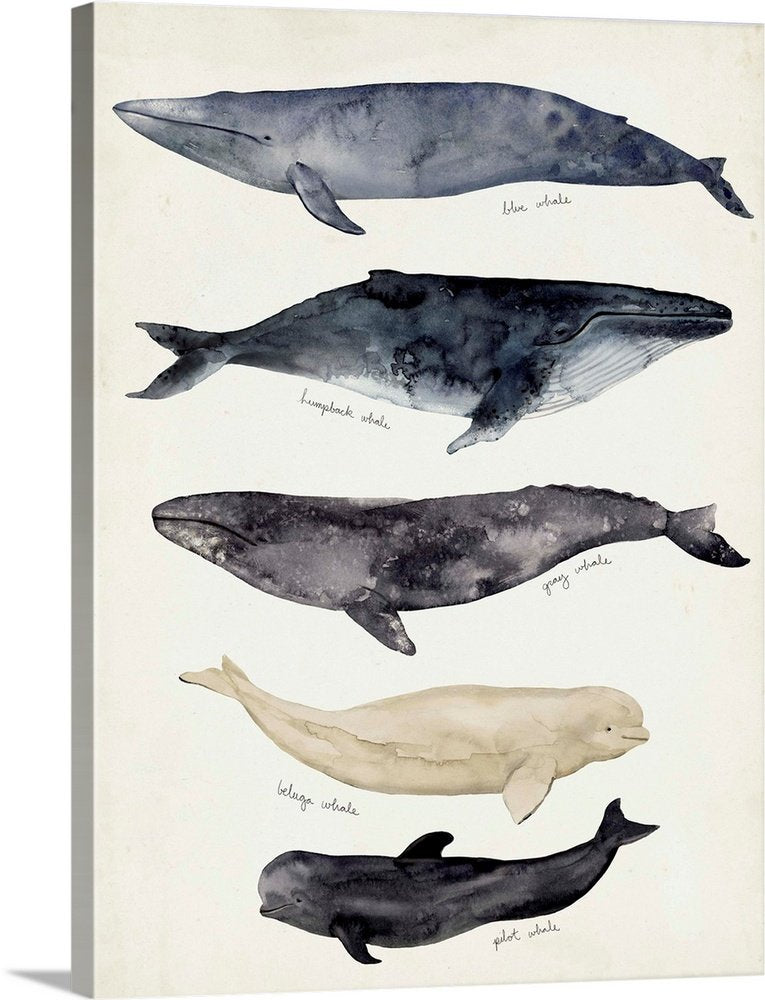 Gentle Giants of the Sea: A Coastal Animal Chart for Bathroom Wall Art