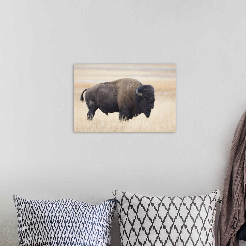 Spirit of the Plains: A Majestic Wildlife Bison Wall Art for Your Home