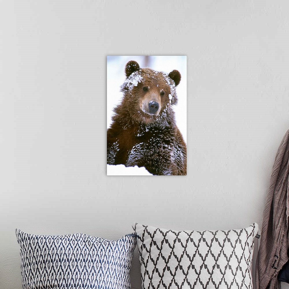 Winter Bear Art - Winter's Gaze Soulful Wildlife Print