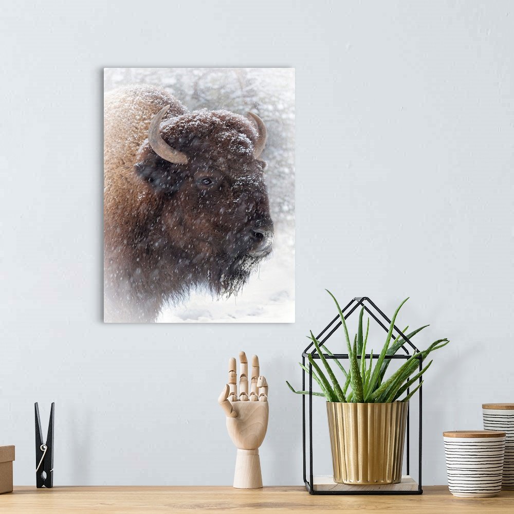 Bison Wall Art - Winter Stoic Rustic Wildlife Canvas