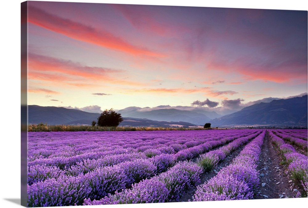 Sunset Over the Valley: A Breathtaking Landscape Lavender Wall Art