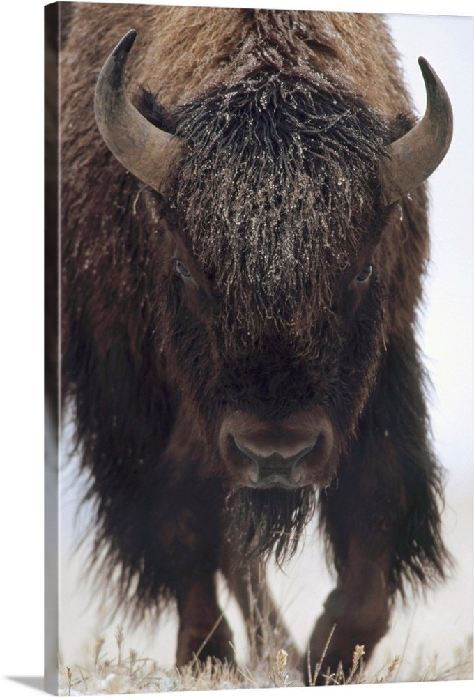 The Coming Storm: A Minimalist Wildlife Bison Wall Art Portrait