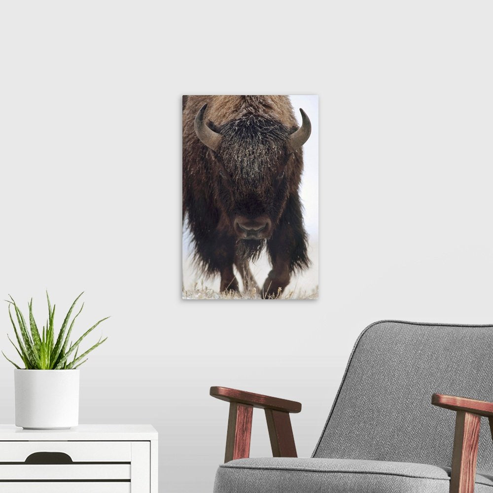 The Coming Storm: A Minimalist Wildlife Bison Wall Art Portrait