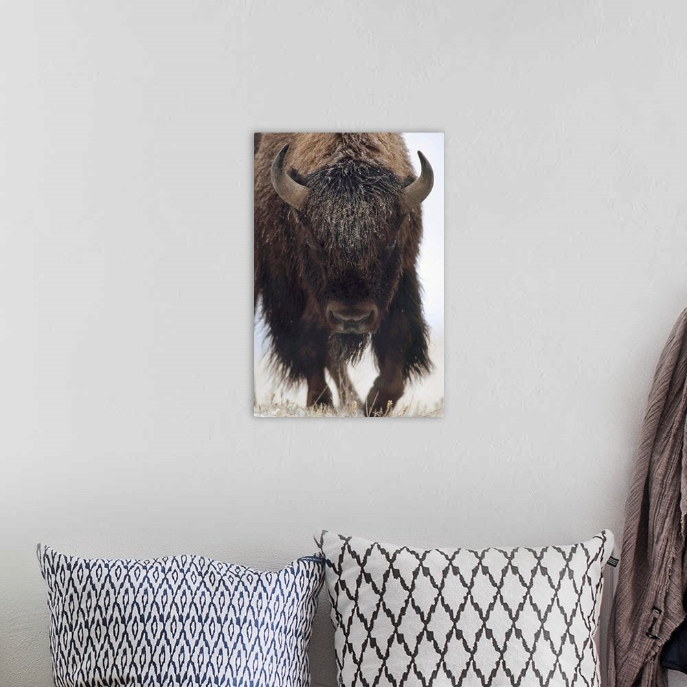 The Coming Storm: A Minimalist Wildlife Bison Wall Art Portrait