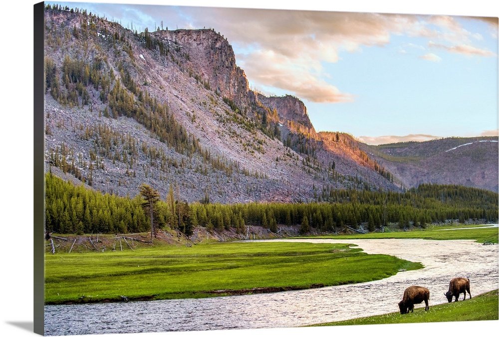 Golden Hour Grazing: A Serene Landscape Bison Wall Art for Your Home