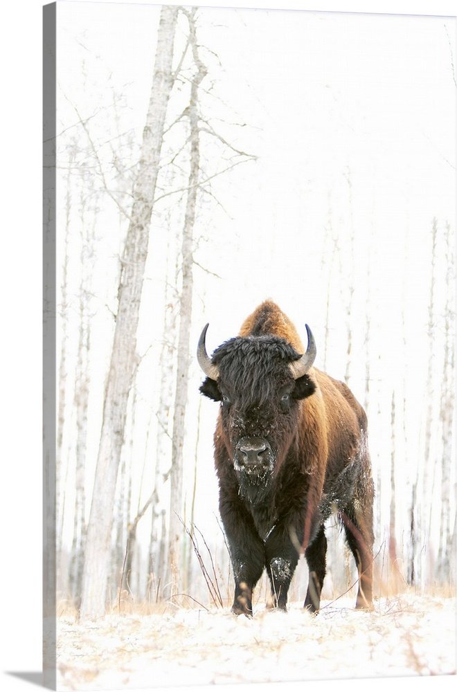 The Silent Sentinel: A Minimalist Wildlife Bison Wall Art for Winter Decor