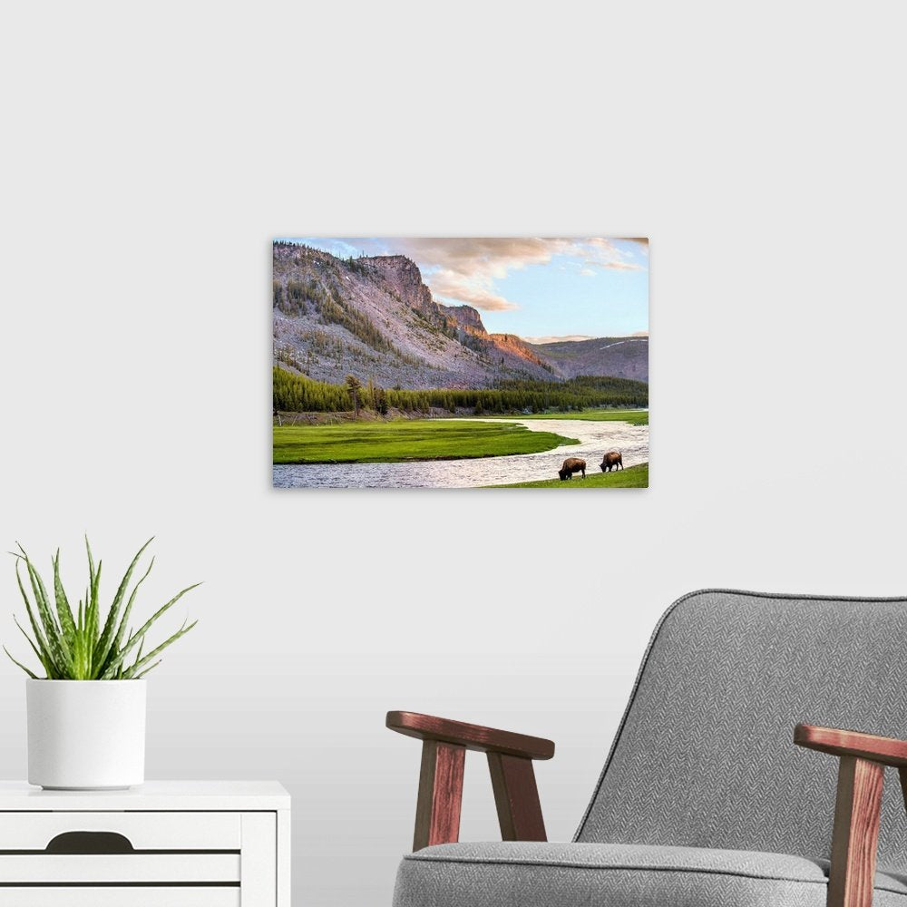 Golden Hour Grazing: A Serene Landscape Bison Wall Art for Your Home