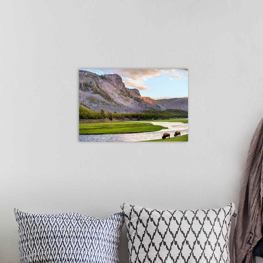 Golden Hour Grazing: A Serene Landscape Bison Wall Art for Your Home