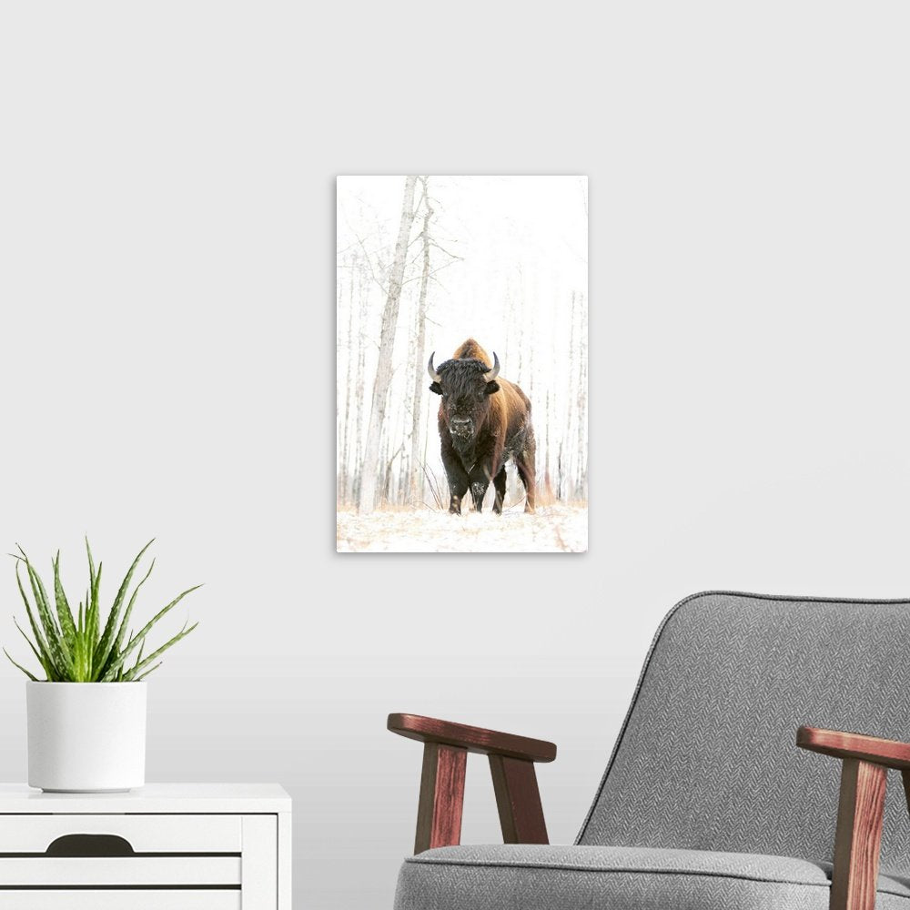 The Silent Sentinel: A Minimalist Wildlife Bison Wall Art for Winter Decor