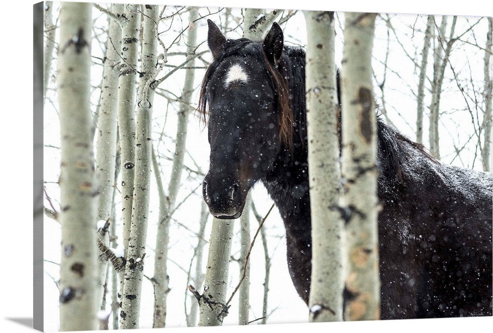Birchwood Phantom: A Rustic Wildlife Horse Wall Art for Winter Decor