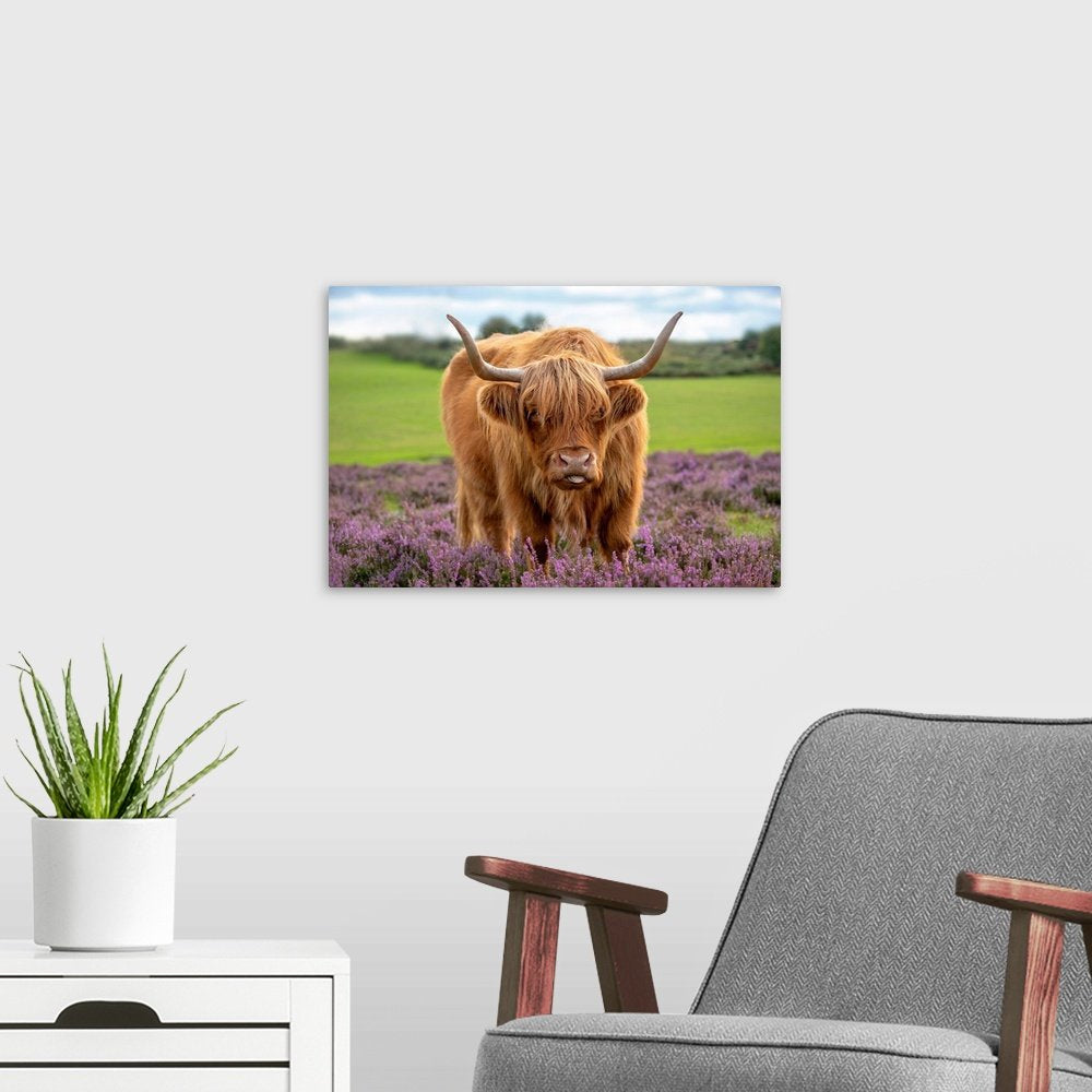 Heather Highlander: A Charming Farmhouse Cow Wall Art for Your Home