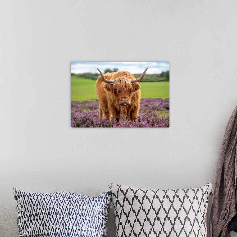 Heather Highlander: A Charming Farmhouse Cow Wall Art for Your Home