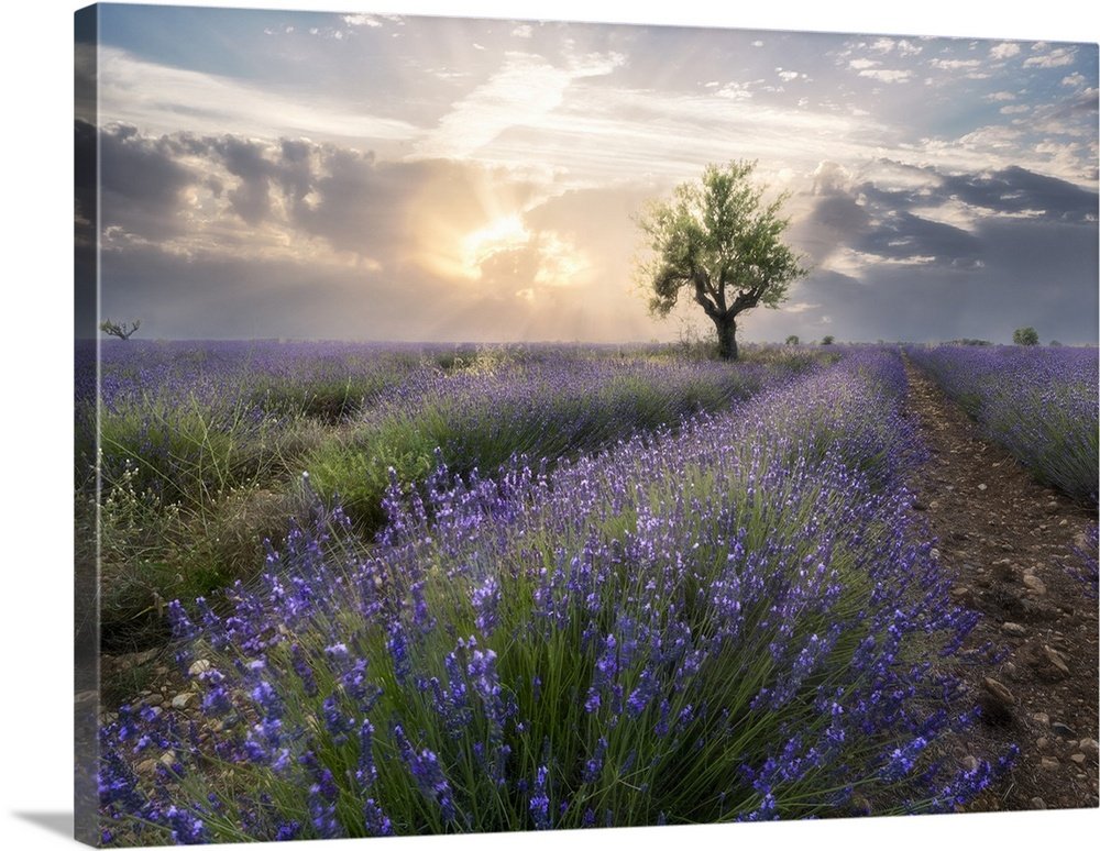 Heavenly Bloom: A Serene Rustic Lavender Field Landscape Wall Art