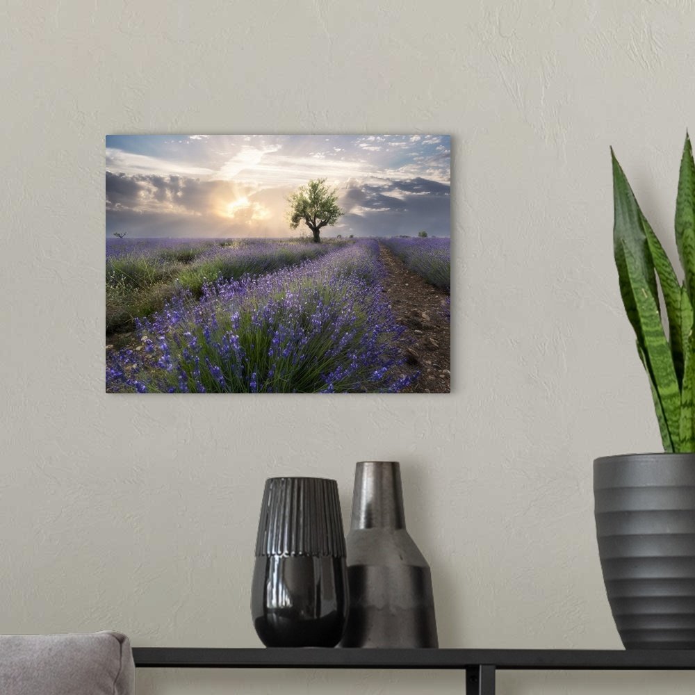Heavenly Bloom: A Serene Rustic Lavender Field Landscape Wall Art