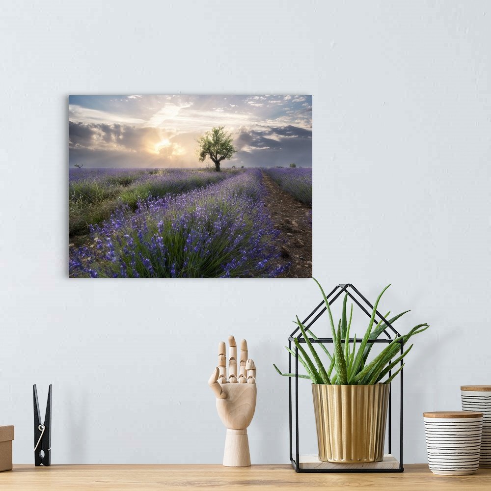 Heavenly Bloom: A Serene Rustic Lavender Field Landscape Wall Art