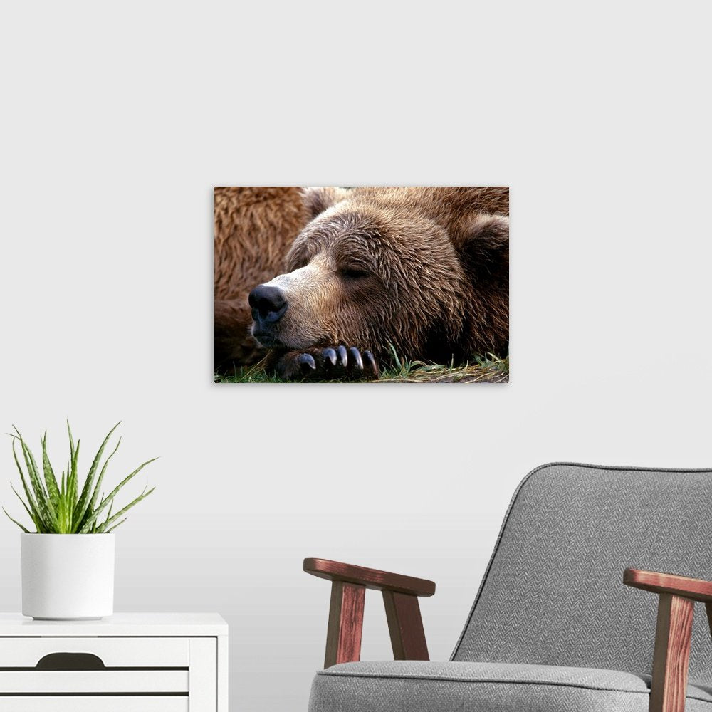 Gentle Giant's Slumber: A Peaceful Wildlife Bear Wall Art