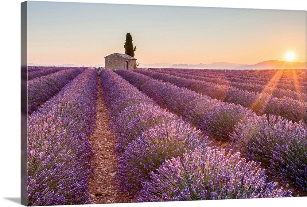 Golden Hour in Provence: A Serene Landscape Lavender Wall Art