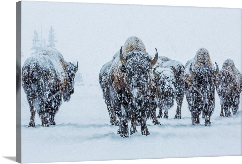 Frozen Legion: A Majestic Wildlife Bison Wall Art of a Winter Herd