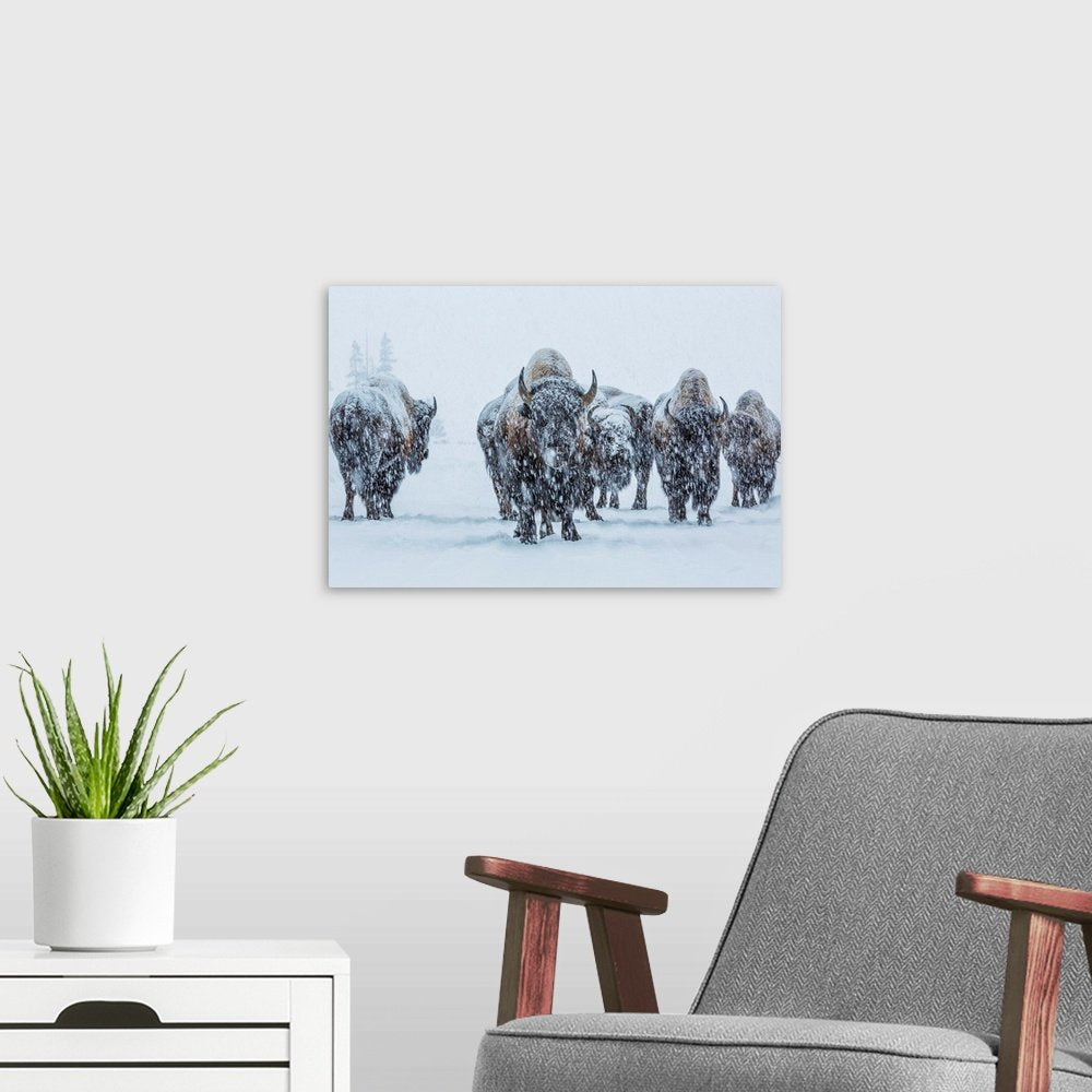 Frozen Legion: A Majestic Wildlife Bison Wall Art of a Winter Herd