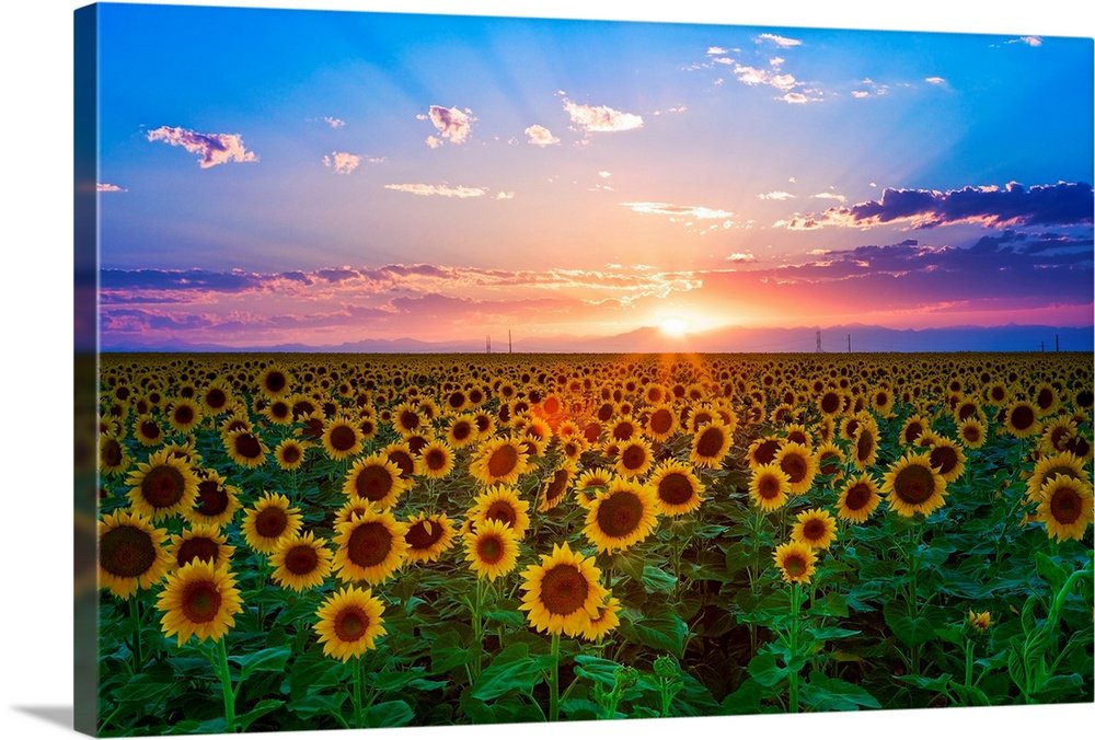 Sunflower Landscape Art - Golden Horizon Sunset
