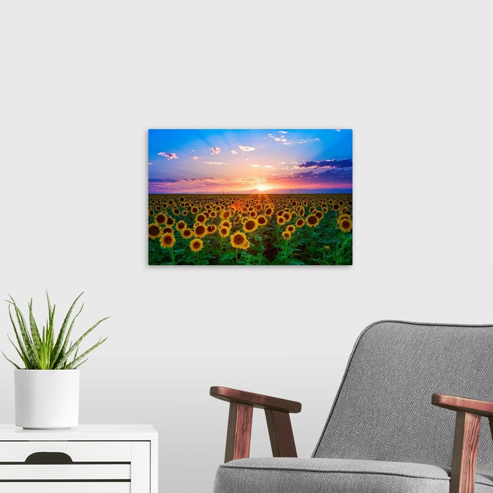 Sunflower Landscape Art - Golden Horizon Sunset