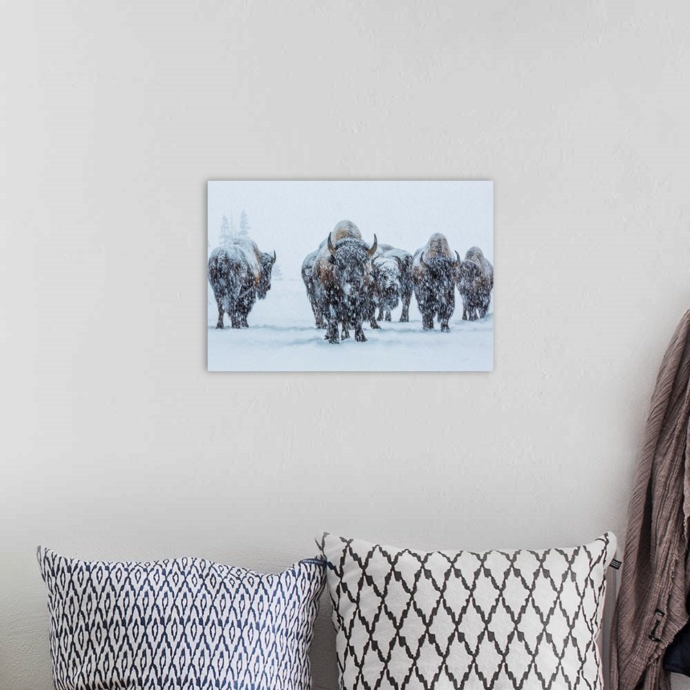 Frozen Legion: A Majestic Wildlife Bison Wall Art of a Winter Herd