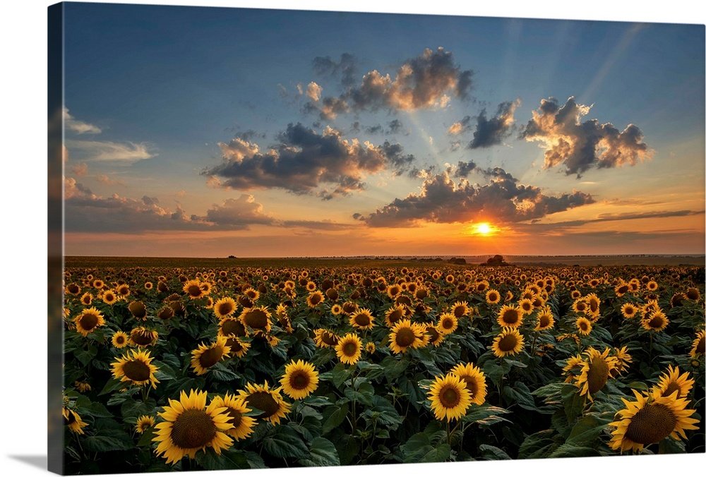 Sunflower Landscape Art - Golden Sea Vibrant Print