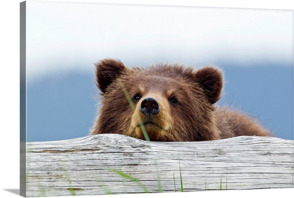 Curious Cub: A Heartwarming Rustic Bear Wall Art Photo Print