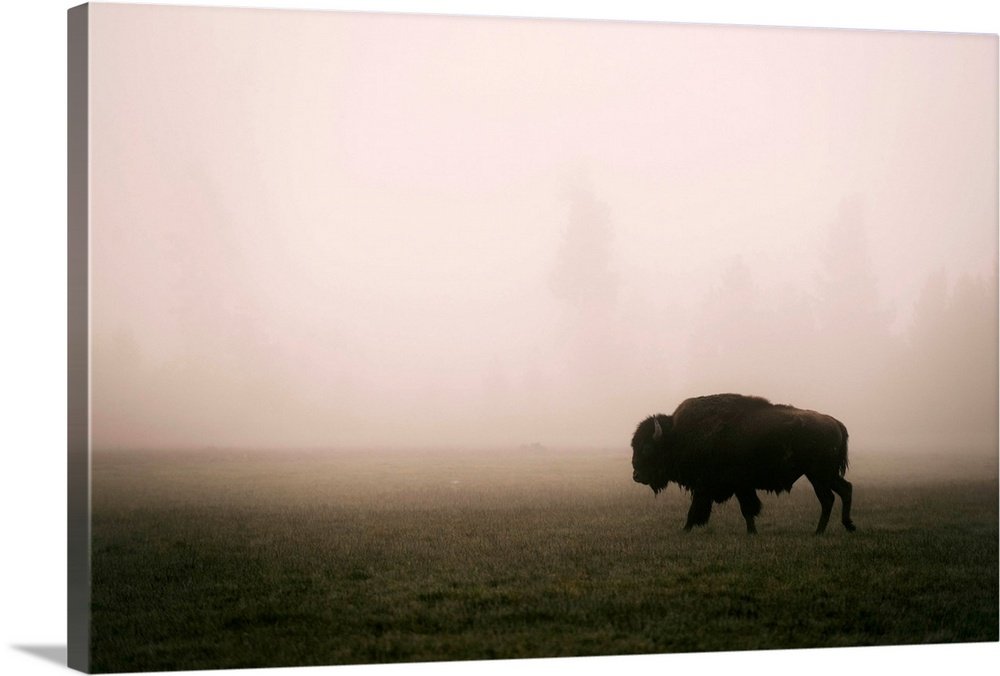 Ghost of the Plains: A Serene Landscape Bison Wall Art in the Mist