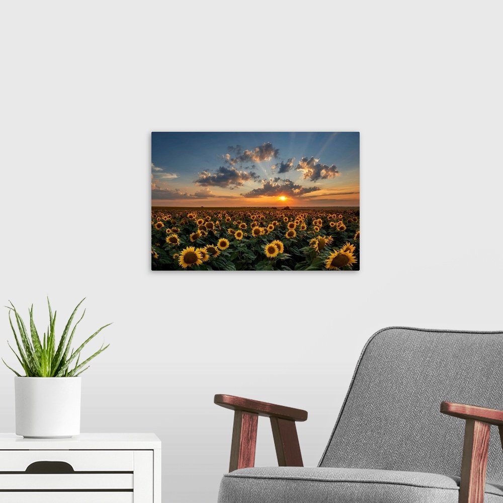 Sunflower Landscape Art - Golden Sea Vibrant Print