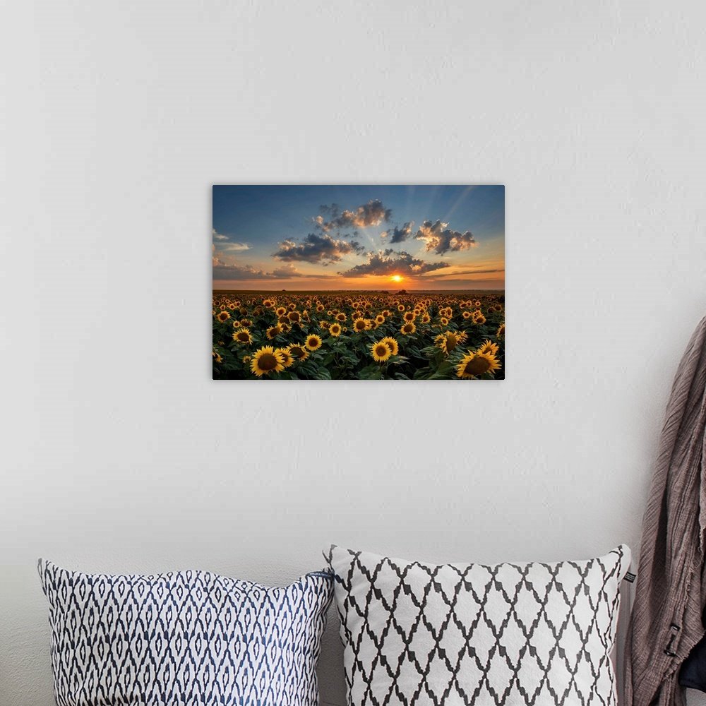 Sunflower Landscape Art - Golden Sea Vibrant Print