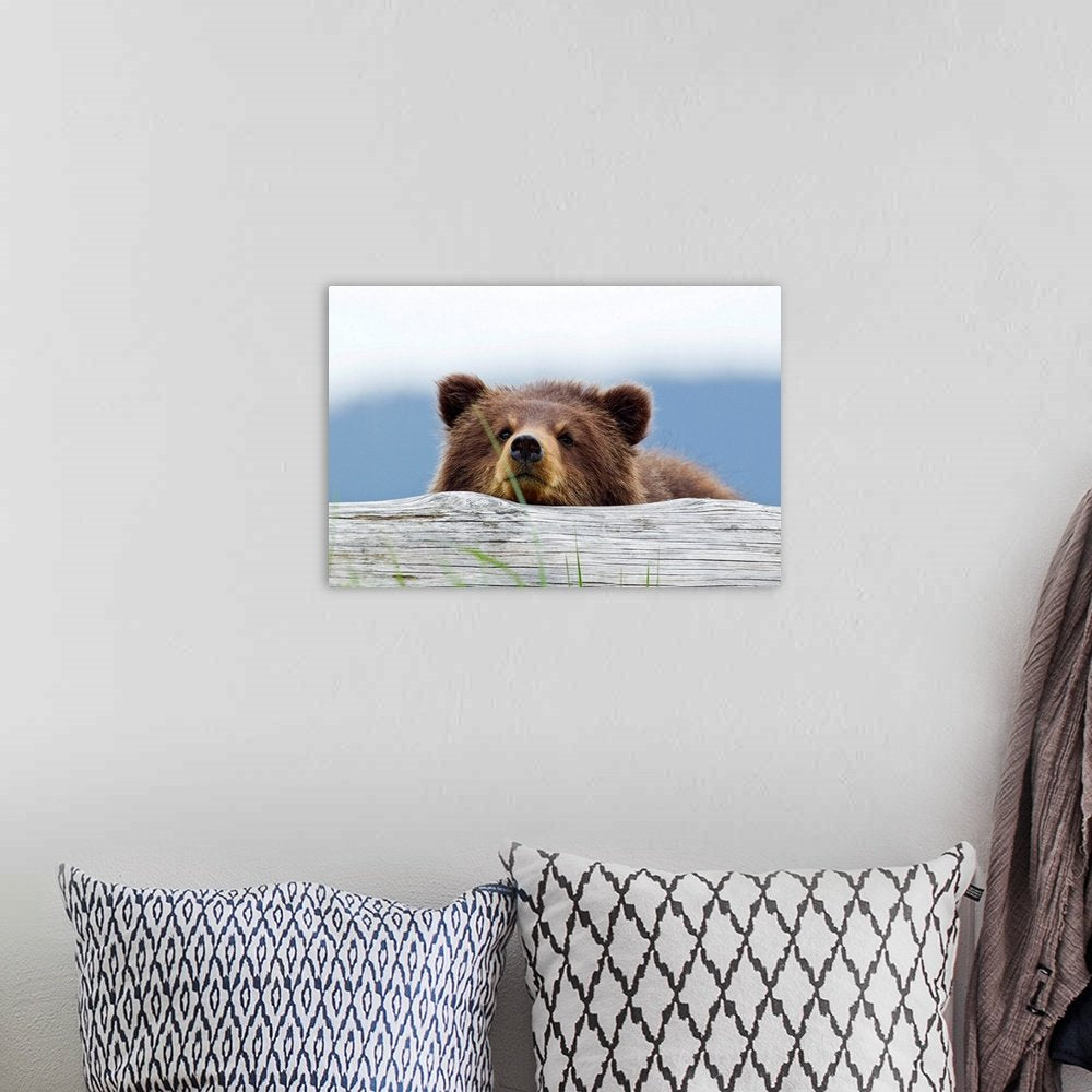 Curious Cub: A Heartwarming Rustic Bear Wall Art Photo Print