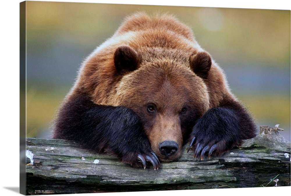 Grizzly Bear Wall Art - Wilderness Repose Wildlife Photo Print
