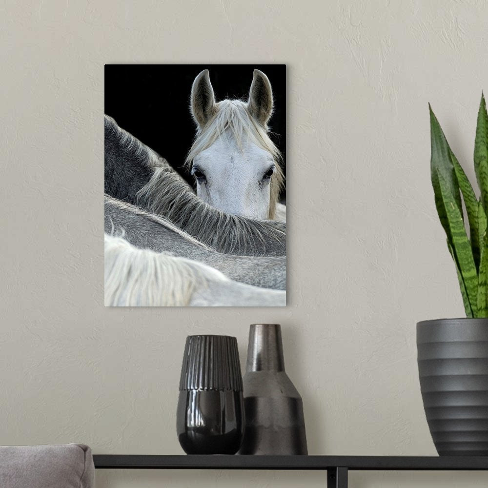 Hidden Gaze: A Minimalist High-Contrast White Horse Wall Art Print