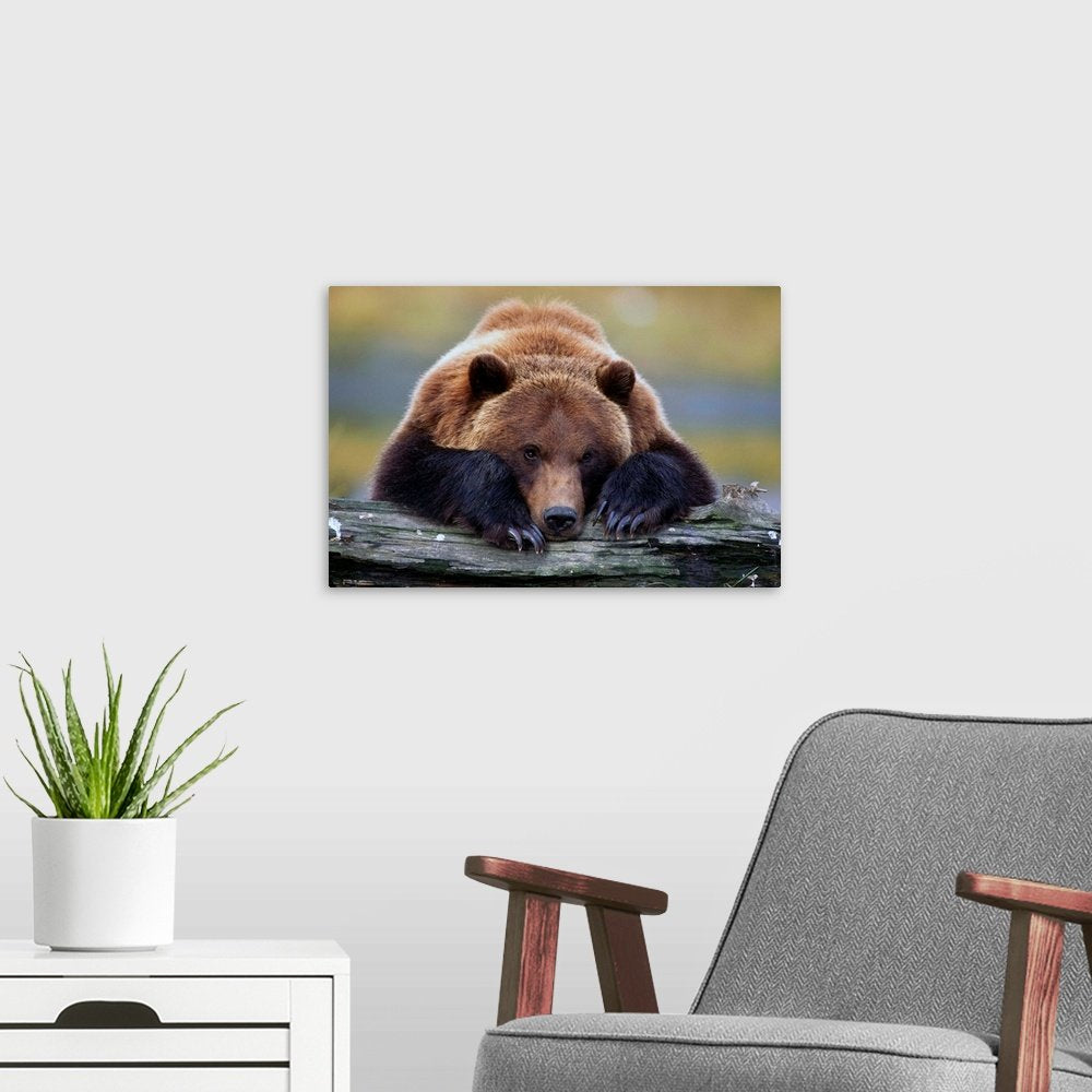 Grizzly Bear Wall Art - Wilderness Repose Wildlife Photo Print