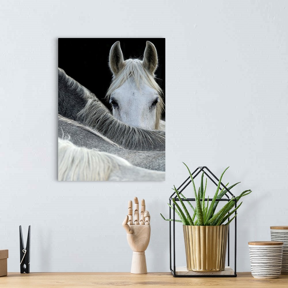 Hidden Gaze: A Minimalist High-Contrast White Horse Wall Art Print