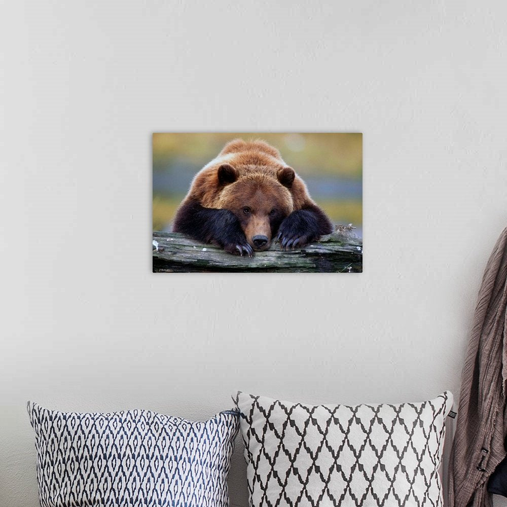 Grizzly Bear Wall Art - Wilderness Repose Wildlife Photo Print