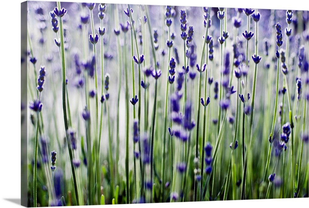 Modern Botanical Lavender Art - Violet Whisper Zen Bathroom Print
