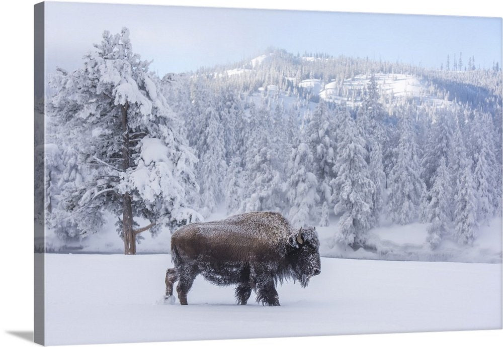 Frostbound Wanderer: A Majestic Wildlife Bison Wall Art for Winter Decor