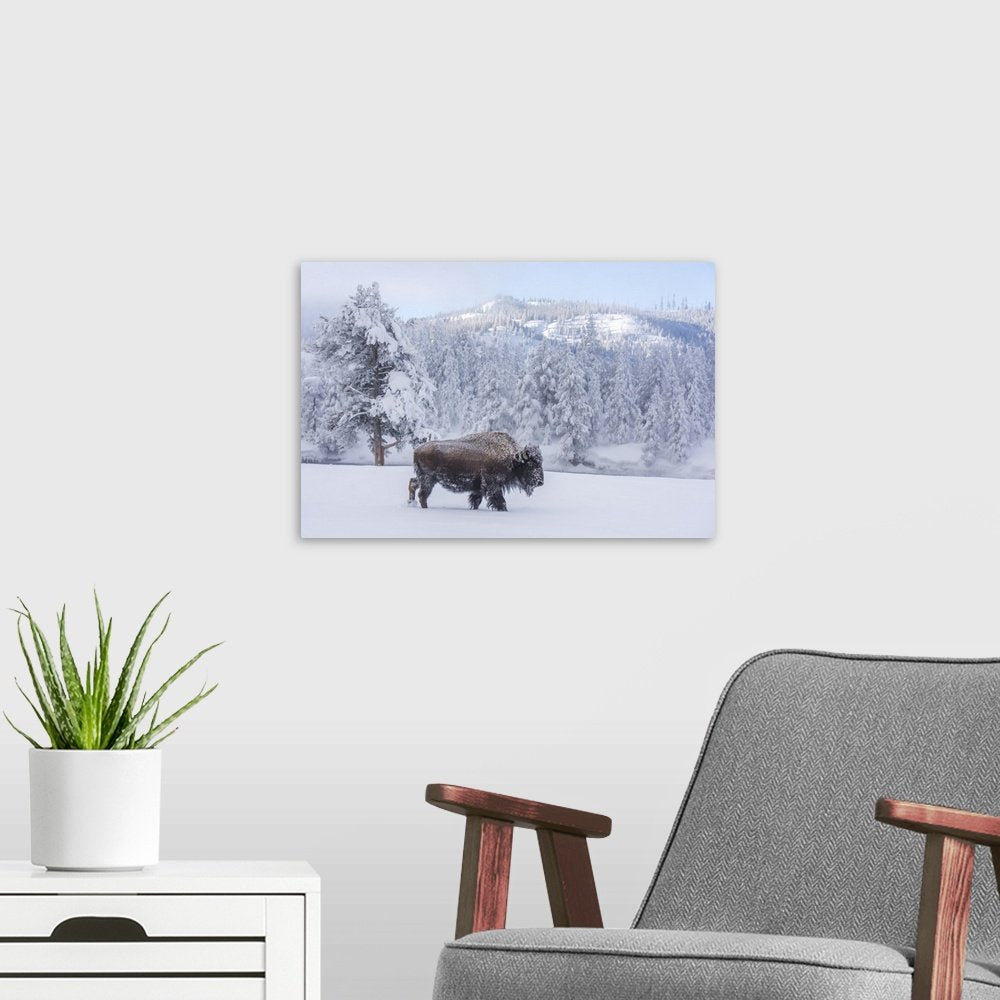 Frostbound Wanderer: A Majestic Wildlife Bison Wall Art for Winter Decor